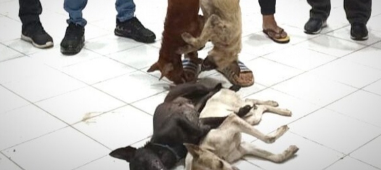 Pelaku Doger Anjing Diamankan Tim Anti Bandit Polres Tomohon